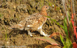 Ptarmigam.