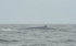 Blue whale