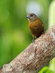 Passerini's Tanager (female), Costa Rica
