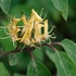 Fly honeysuckle ( Lonicera xylosteum)