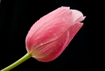 Tulip 49