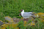 Black-headed Gull