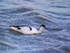 Avocet