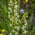Lesser butterfly orchid (Platanthera bifolia)