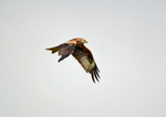 Red Kite