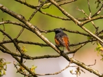 Common Redstart