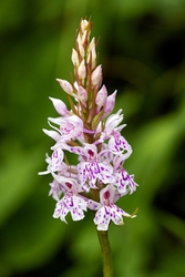 Common Spotted Orchid