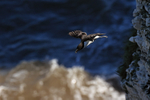 Razorbill takes off from cliff, Flamborough Head, Yorkshire