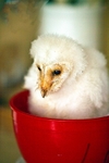 Loki being weighed at 20 days old