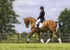 Dressage Warm Up