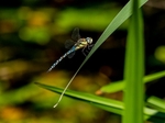 Migrant Hawker