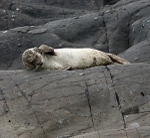MMP002: Common Seal