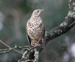 Mistle Thrush