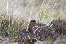 Teesdale  2018-04-17 15-01-42 