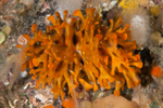 Porella compressa
