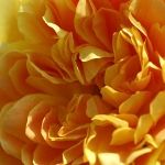 “Yellow Cushion”