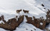 Ibex