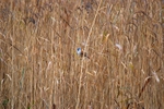 Bearded Tit