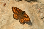 Wall