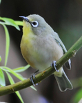 Orange River White-eye
