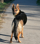 Tess
