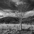 Looking towards the Old Man of Coniston
