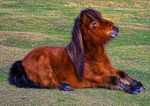 Shetland pony-20