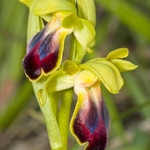 Dull Ophrys (Ophrys fusca)