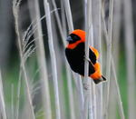 Red bishop male