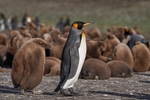 King Penguin and chick
