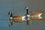 Canada Geese