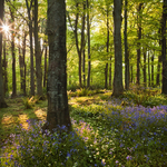 Tollymore Magic