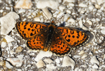 Frittilary sp.