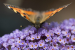 Small tortoiseshell