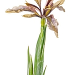 Stinking Iris (Iris foetidissima )