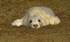 Grey Seal pup 5-7 hours old