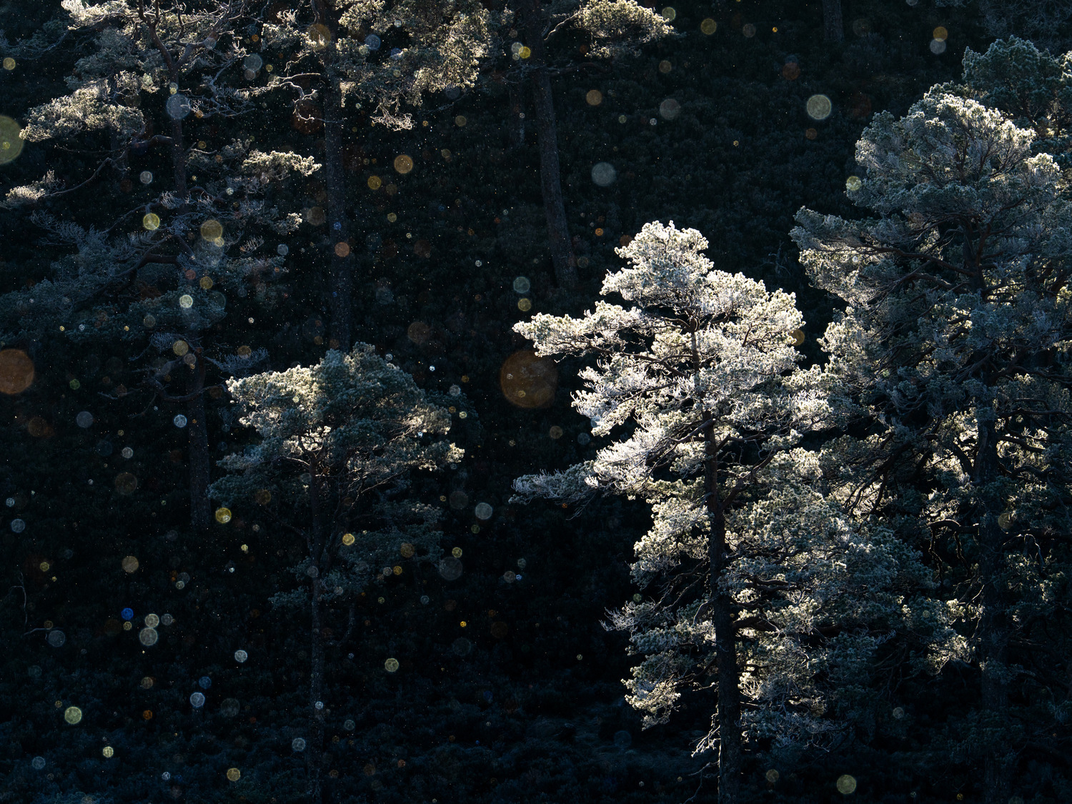 Diamond Dust