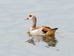 Egyptian geese-12