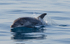 Dauphin commun