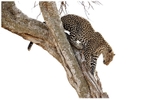 Orkinyaekuo - of the tree top