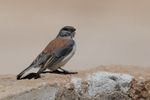 Red-backed Sierra-Finch, El Tatio Geyser Field, Chile