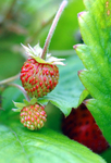 Mountain Strawberries