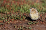 White-bridled Finch portfolio