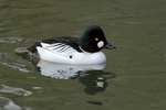 Goldeneye (male), Tierpark Hellabrun, Germany