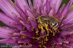 MPAA-4503 Honey Bee