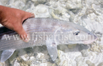 Bonefish Capture.