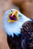 Bald eagle Haliaeetus leucocephalus-1056