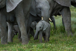 Tiny Calf 4