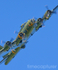 Memphis Belle