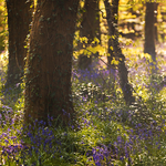 Bluebells